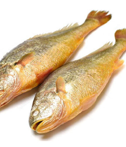 Yellow croacker / Kallur