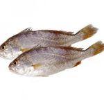 Croacker fish / ಕೊಡ್ಡಯಿ ಮೀನು